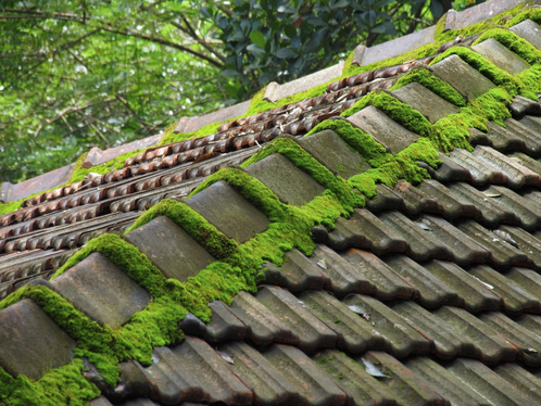 Démoussage de toiture dans le Loiret